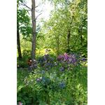 Freelancer Mugen Adler