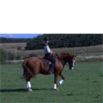 Freelancer hanne pedersen