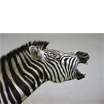 Freelancer Helle Jardenna Bjørnum